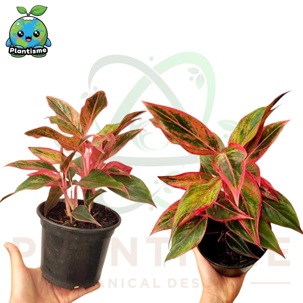 Tanaman Hias – Red Glow Aglaonema Siam Aurora Sri Rejeki Merah Plant Aglaonema 'Siam Aurora'