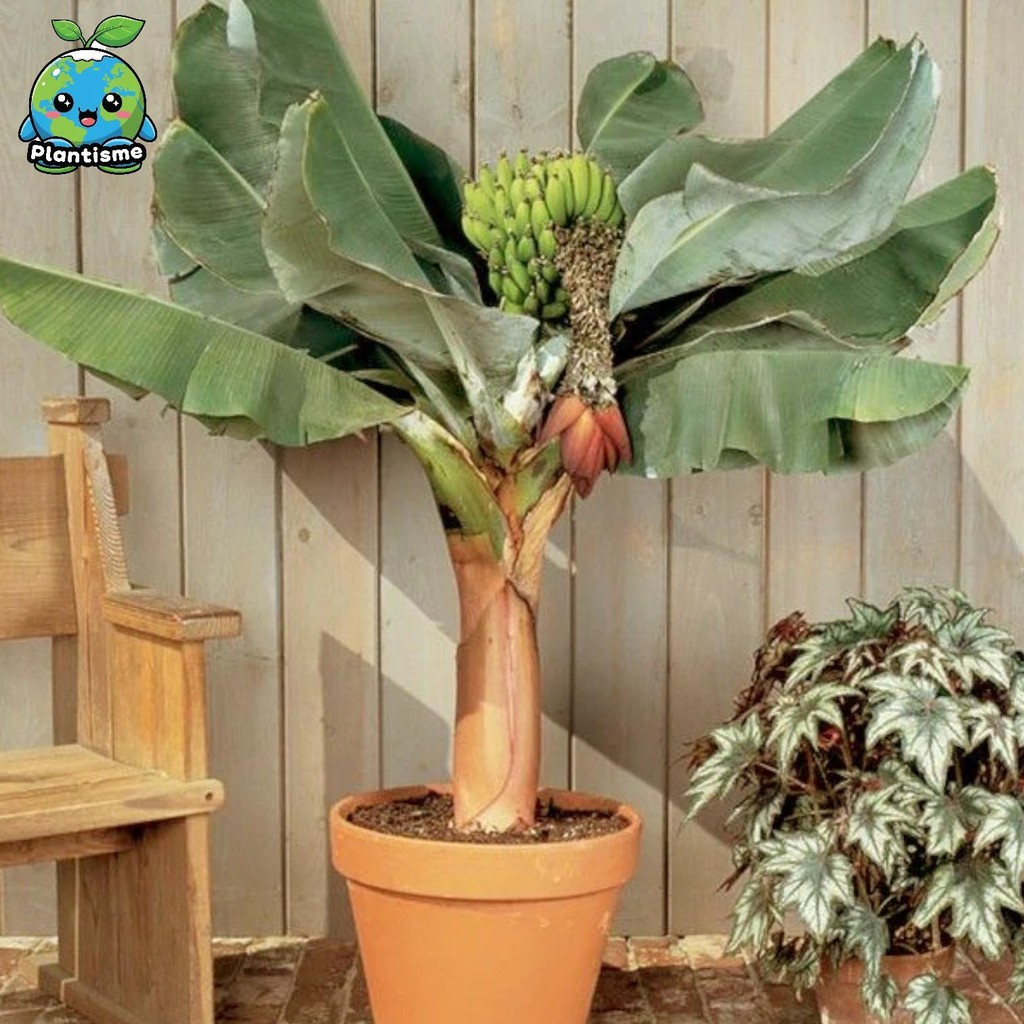 Tanaman Hias – Dwarf Brazilian Banana Musa Acuminata Pisang Brazil Cavendish Kerdil Pohon Buah Mini 