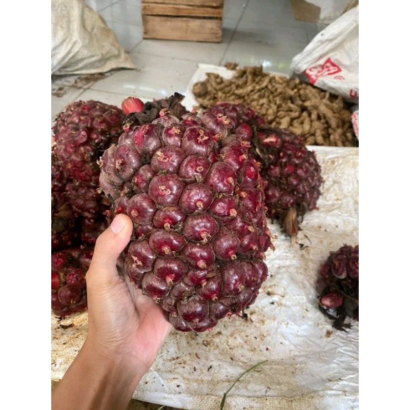 

buah honje segar 1kg buah kecombrang langsung petik(sesuai restock,ada laka dan biasa,kalau mau reaquest aja,kalau tidak kirim sesuai stok)