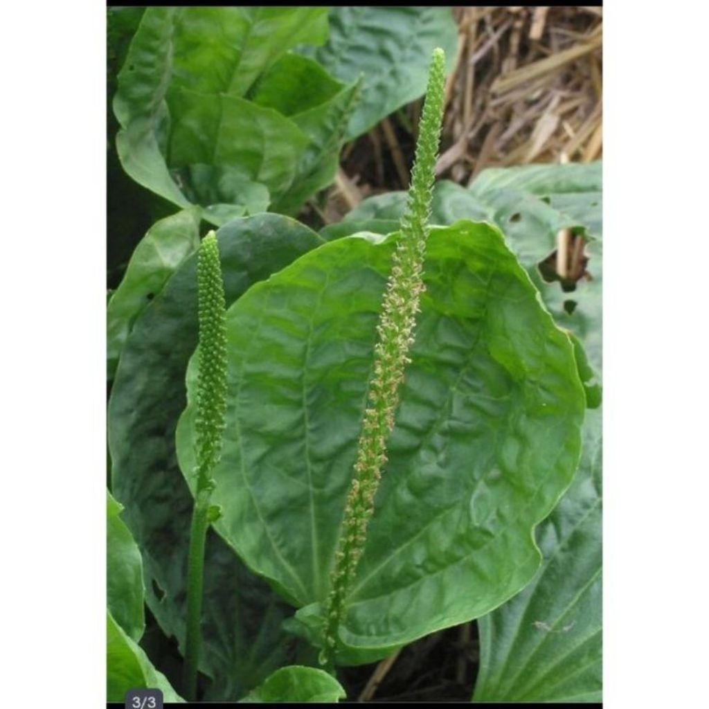 

Daun sendok/ki urat segar fresh 300 gram