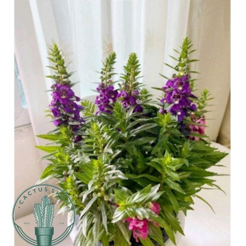 Tanaman Hias Lavender Sudah Berbunga / Tanaman Hias Hidup lavender