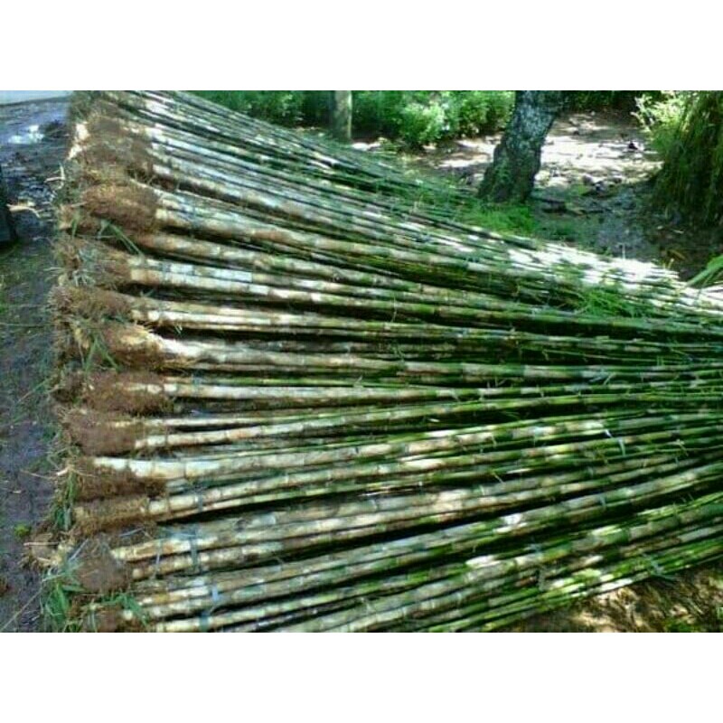 TANAMAN Hias BAMBU JEPANG UNTUK PAGAR