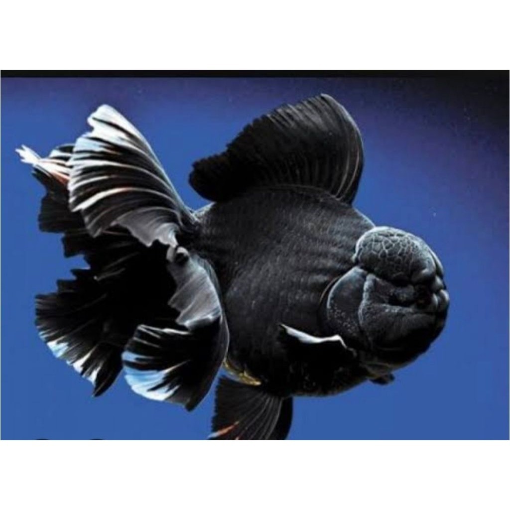 ikan mas koki hitam full black solid jambul Jumbo / ikan koky hitam jumbo / ikan koki black full sol