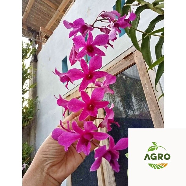 Anggrek Dendrobium Bantimurung Dewasa