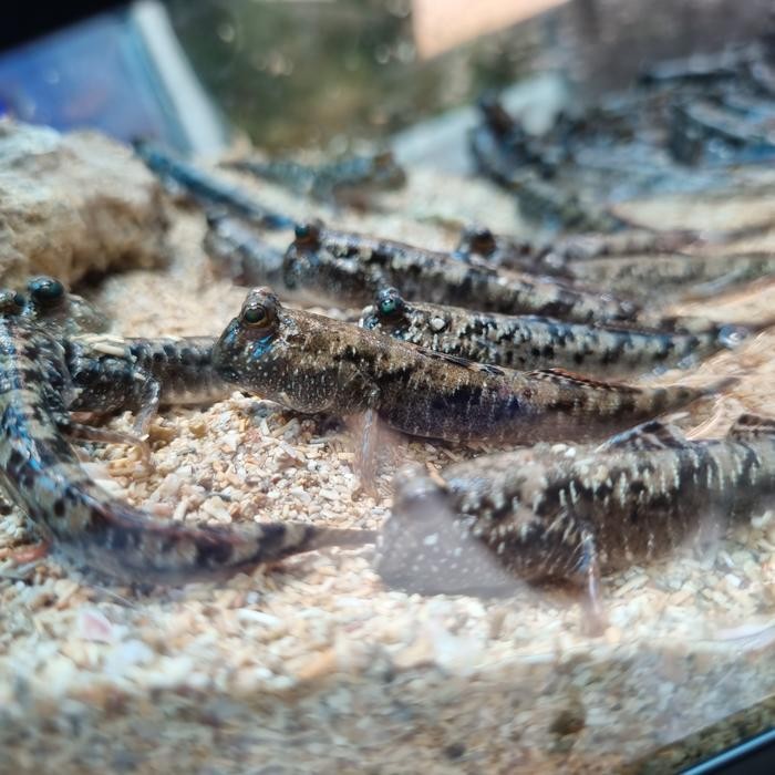 PROMO Ikan tembakul, glodok darat, mudskiper