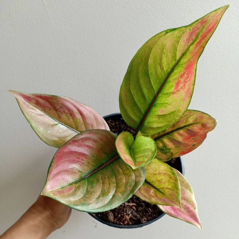 Tanaman Hias Aglonema Hengheng - Aglonema Hengheng