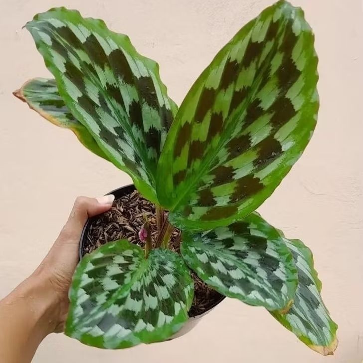 Tanaman hias Calathea Merak / Tanaman Pot Calathea Merak / Tanaman Indoor Calathea Merak / Calathea 