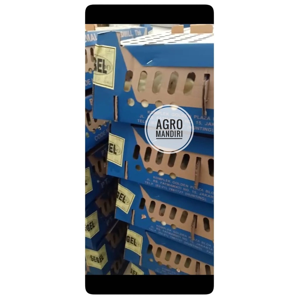 DOC 102 Ekor Bibit Anak Ayam Broiler Pedaging Potong Sudah Vaksin Surabaya