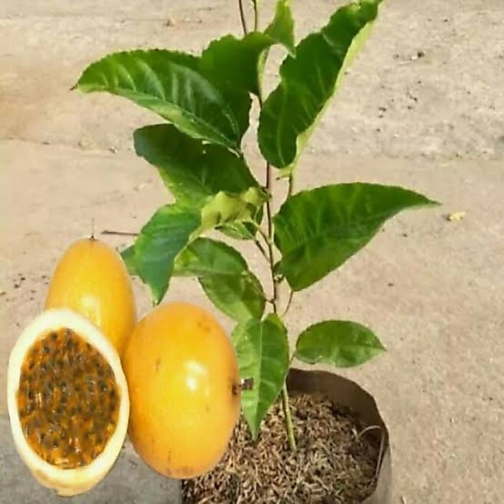 Bibit Tanaman Buah Markisa Konyal/ Markisa Orange