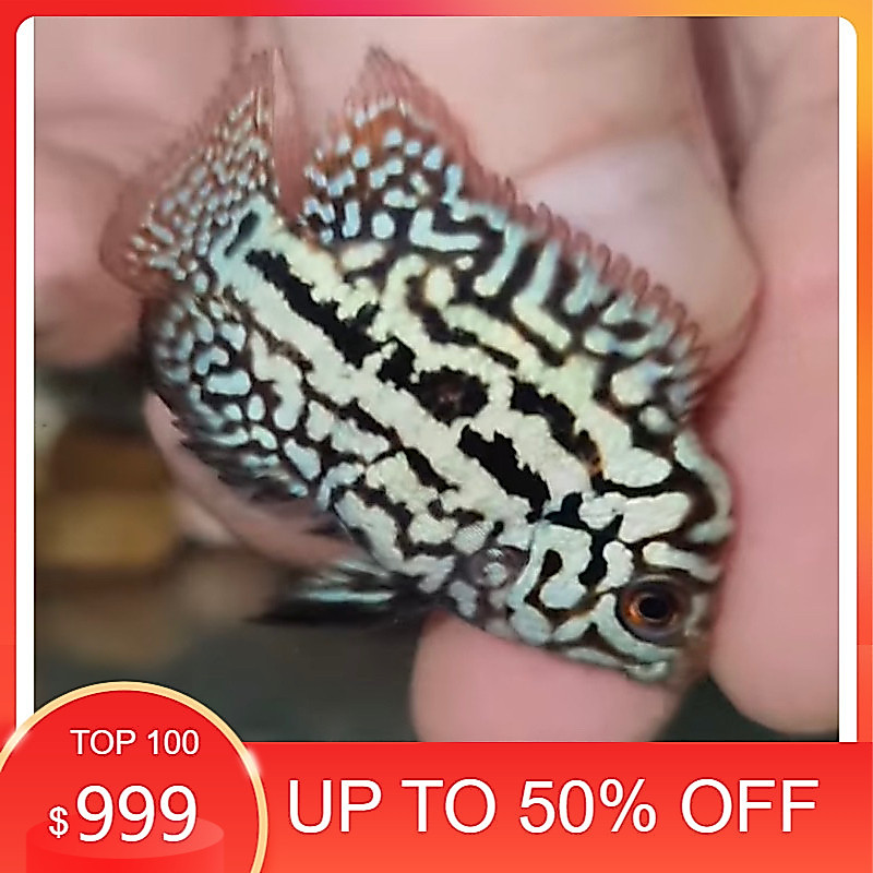 hiyasan akuarium buy 3 get free 1 Burayak louhan kamfa F2VIP  akuarium