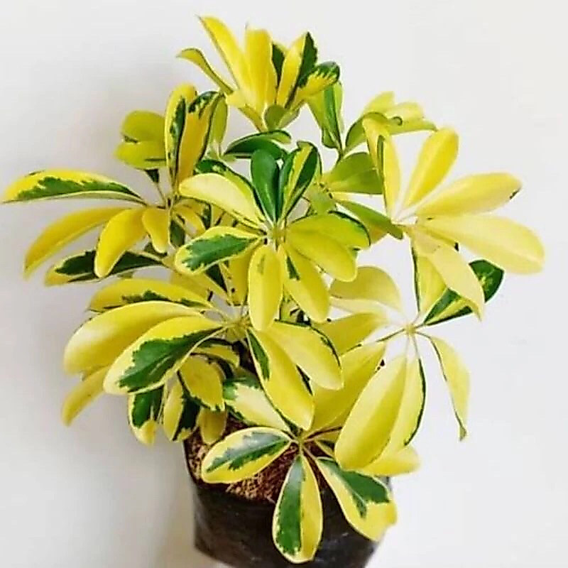 Tanaman hias walisongo golden varigata - daun walisongo varigata