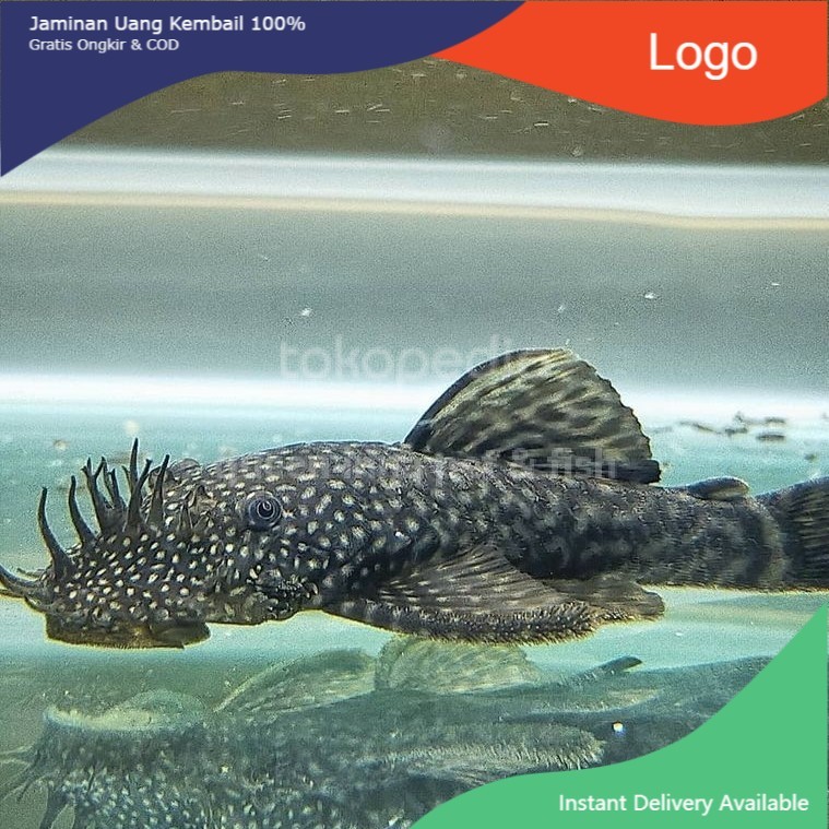 IKAN HIAS BRUSHMOUTH BLACK HITAM ALGAETER ALGAE EATER SAPU-SAPU