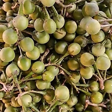 Rimbang batam