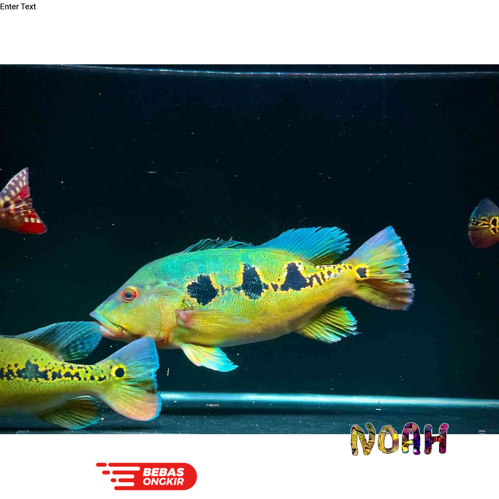 Pbass Orinoco / Peacockbass Orinoco Pure Good 7-8cm