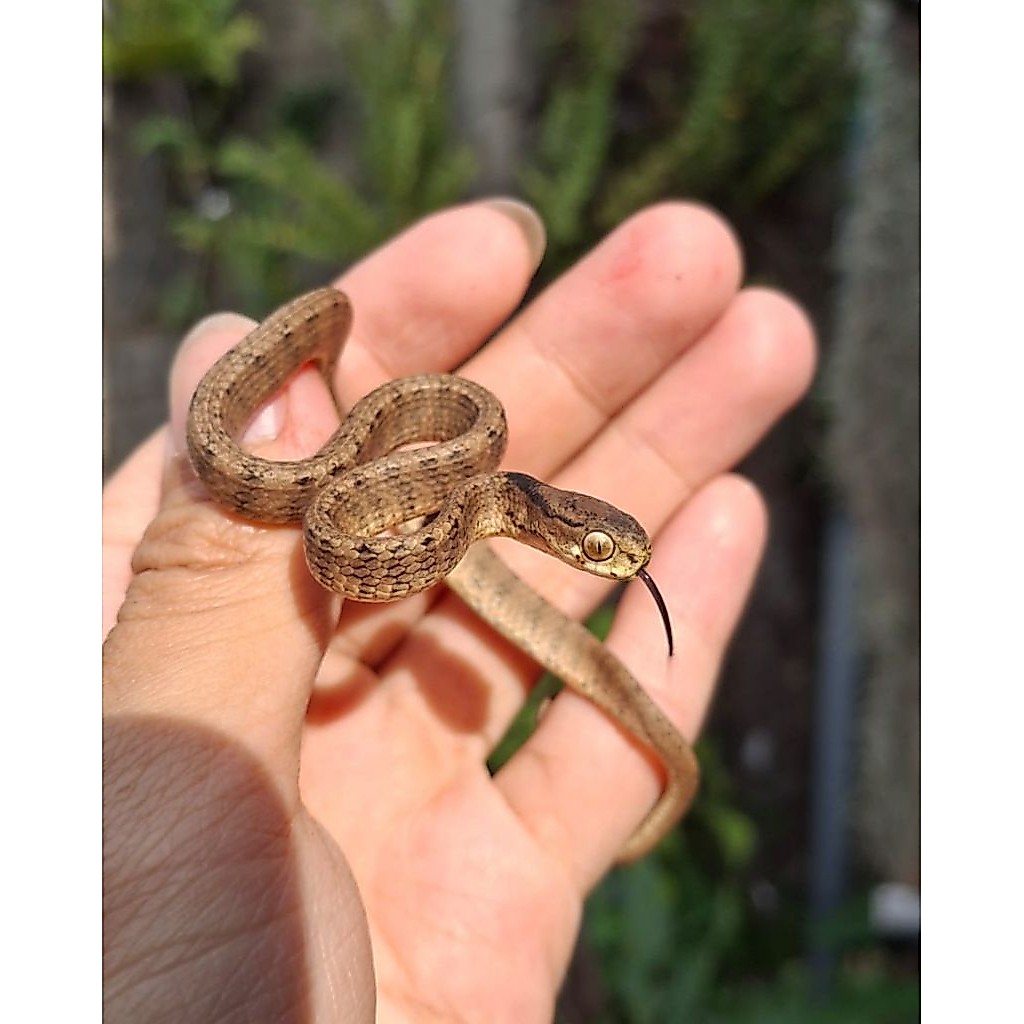 Pareas carinatus (ular siput) tidak berbisa