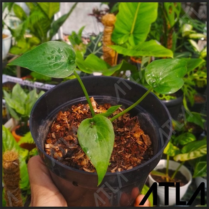 Tanaman Hias Anakan Keladi Hijau Daun Love Pohon Lompong Sente