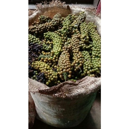 

BumiExotic Buah kemukus segar fresh atau masih basah 1 kg