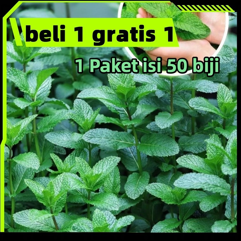 ready stock DAUN MINT 50 biji / bibit / benih DAUN MINT / Tanaman Herbal / bibit Mint Spearmint / Be