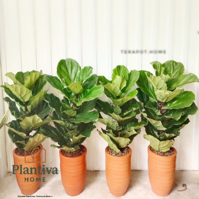 Tanaman Hias Indoor KETAPANG BIOLA CANTIK BESAR & JUMBO - Tanaman Hias Ficus Lyrata
