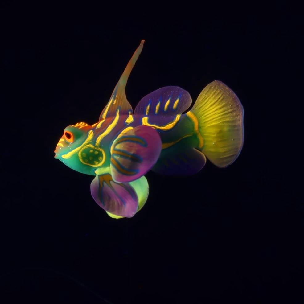 Vibrant Silicone Frogfish Aquarium Decoration - Colorful, Lifelike Swimming Fish Ornament for Fish T