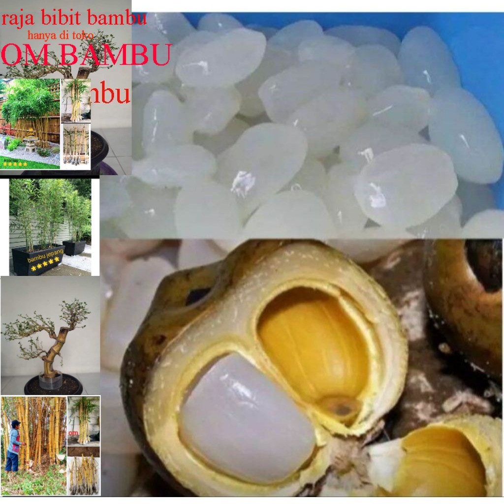 

kolang kaling buah aren bisa dibuat manisan 1 kg