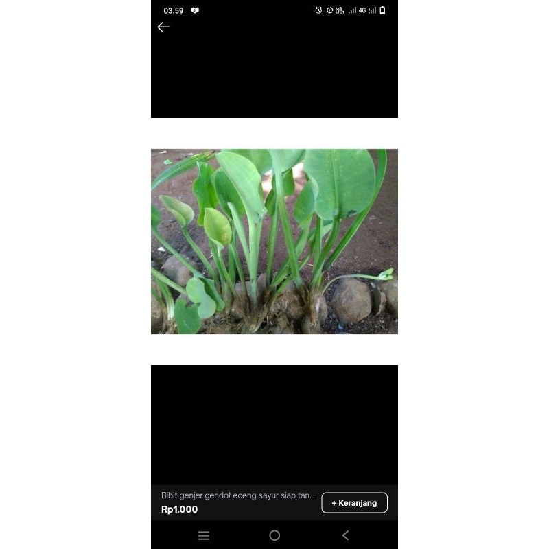 Bibit genjer gendot eceng sayur siap Tanam