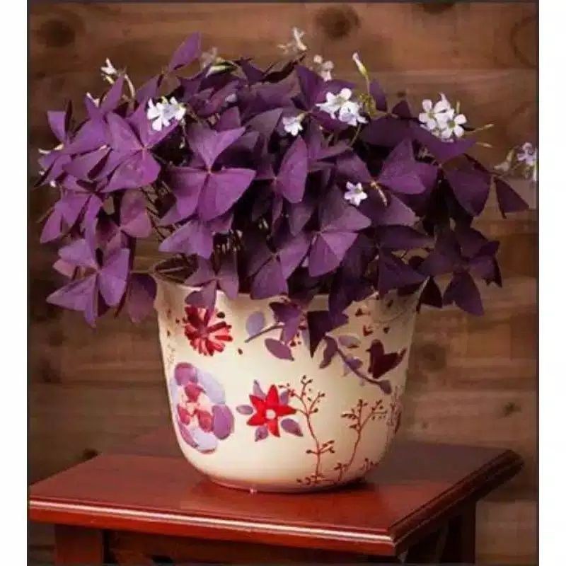 pohon kupu-kupu oxalis ungu - Tanaman hias oxalis ungu