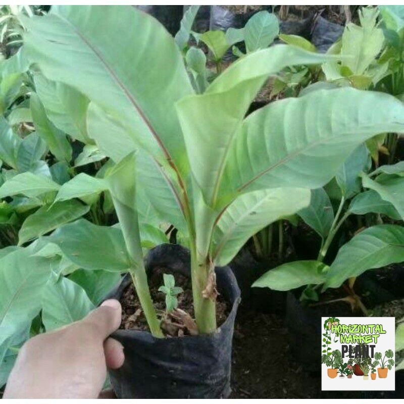 Tanaman hias pisang heliconia - pisang bali