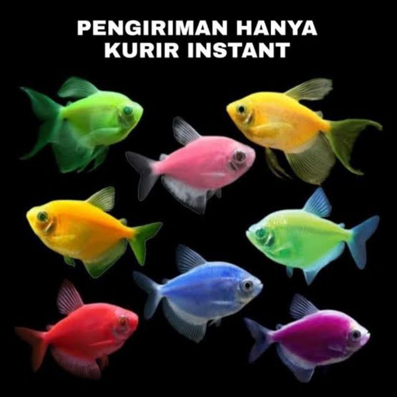 TERLARIS Ikan Hias Glofish Tetra Ayak 7-8 Khusus Instan