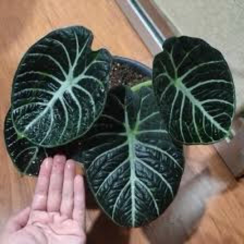 new ready alocasia ninja asli hanya bonggol // alocasia ninja murah ready Gardenfarm