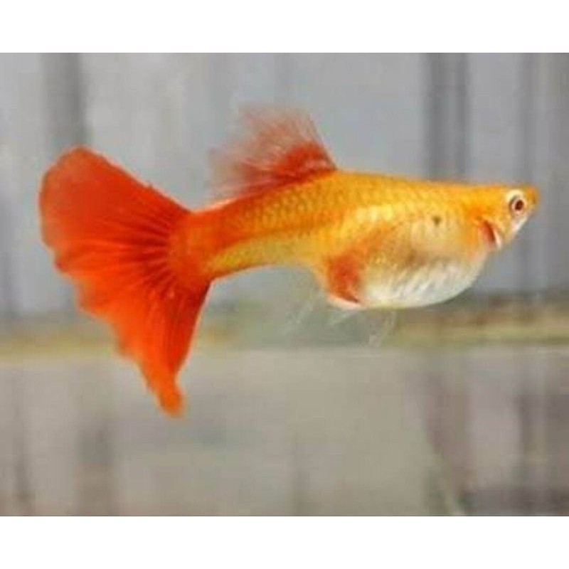 GANCI hiasan aquarium betina guppy afr ful telur