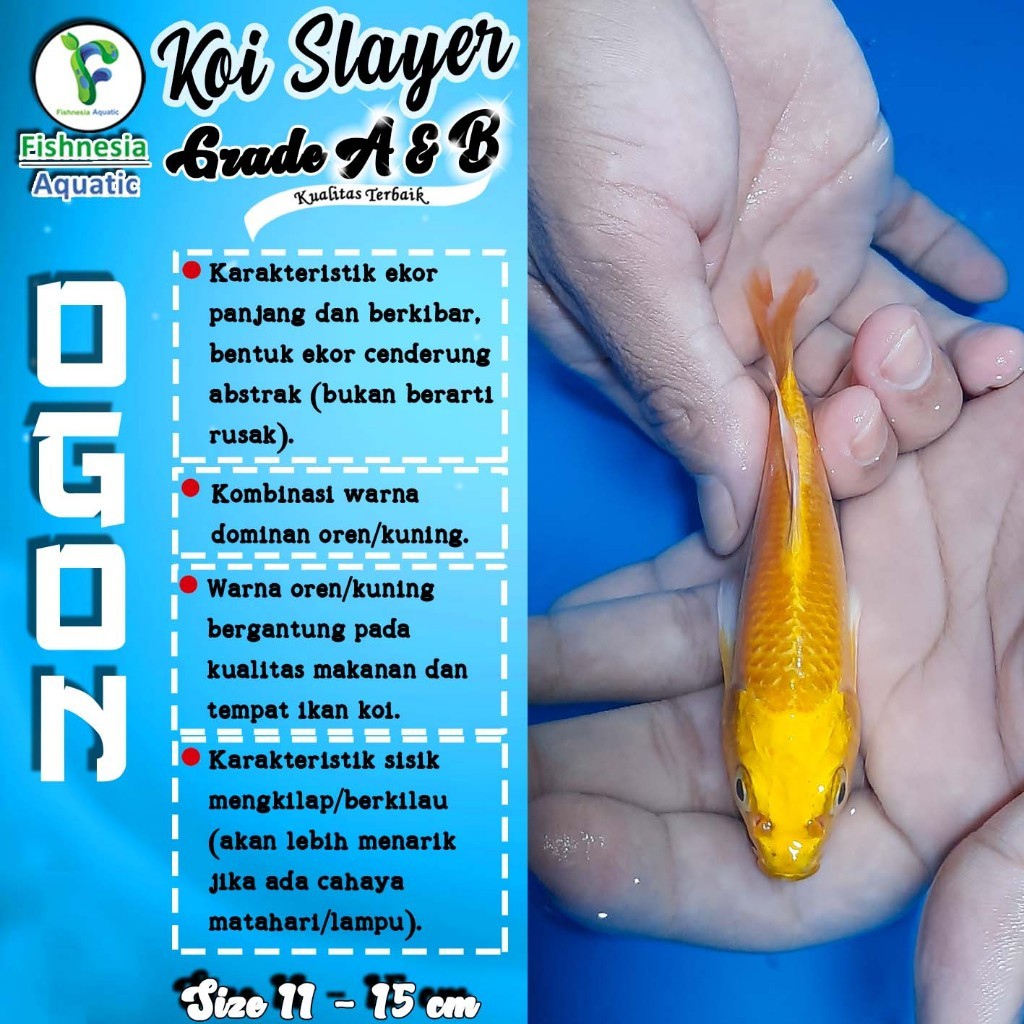 Hiasan  Koi Blitar Ogon Slayer / Kuning Slayer / Gold Slayer Grade A Size L 10-15 Cm