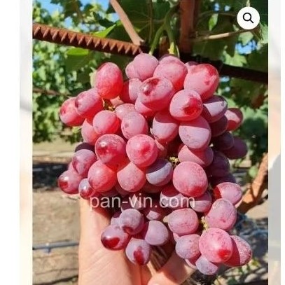 NEW bibit anggur nirvana seedles RS import