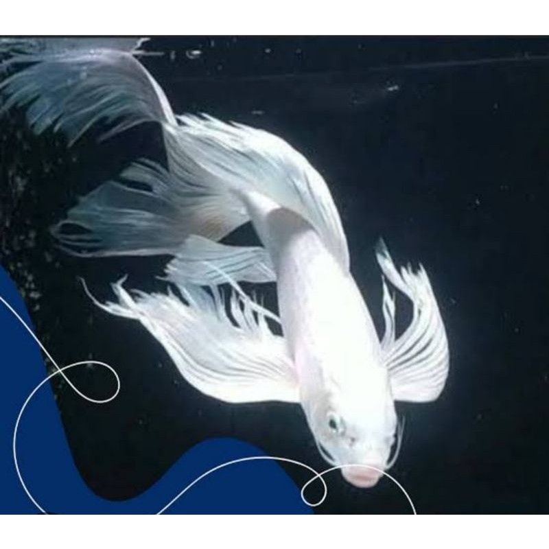 hobi Platinum slayer bibit koi kualitas premium isi 25ekor bonus pakan