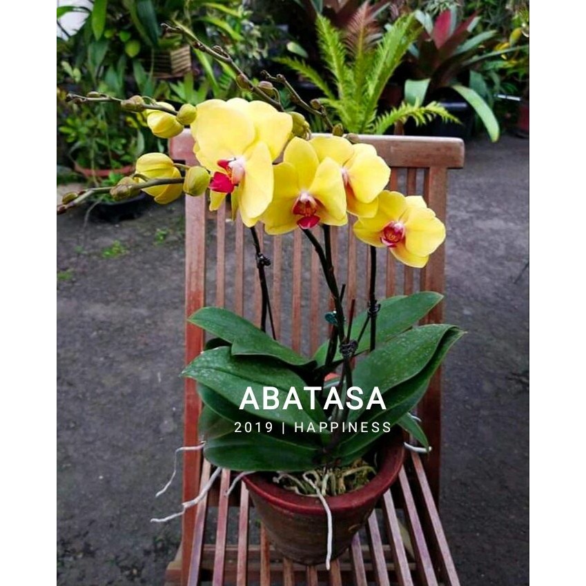 COD anggrek bulan dewasa pasca berbunga