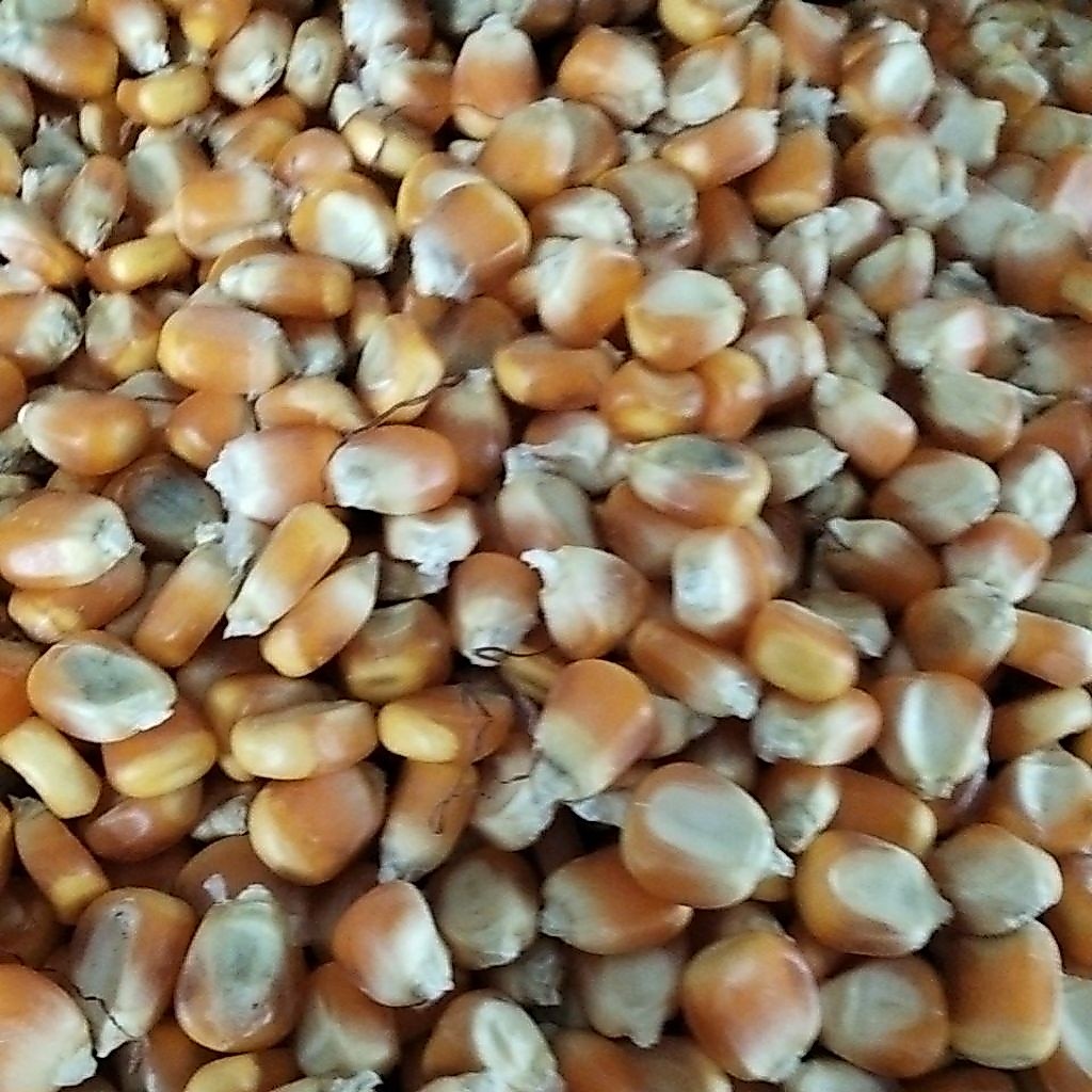 Jagung Hibrida Pipil Kering 1Kg