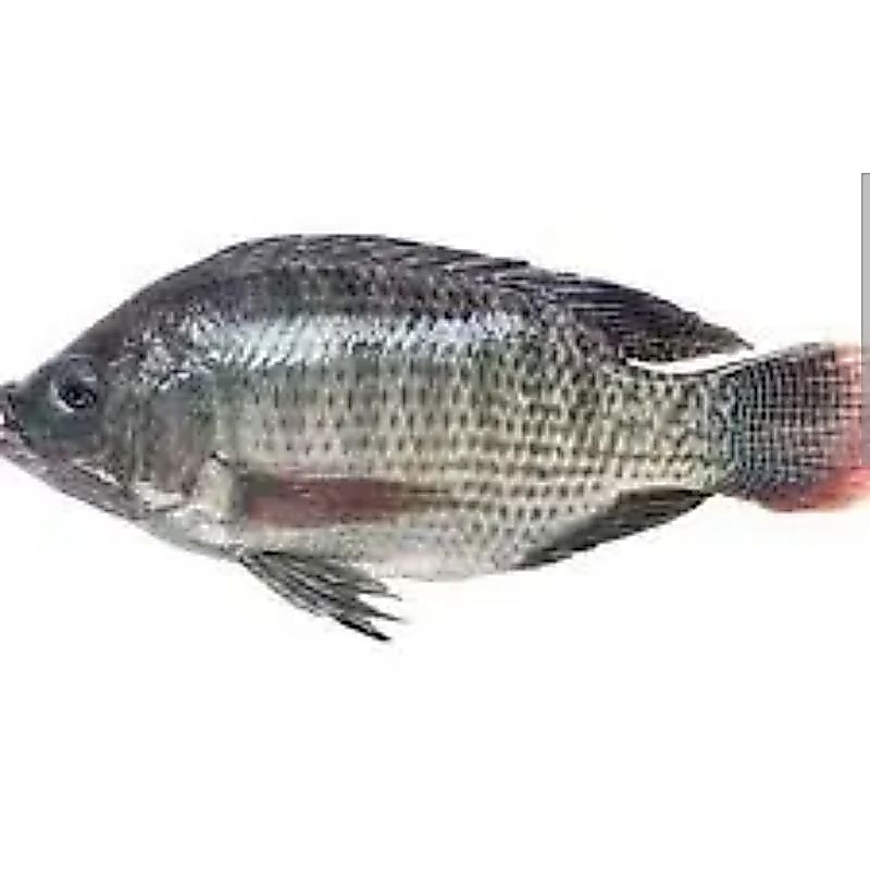 Ikan mujair / Ikan Nila hidup