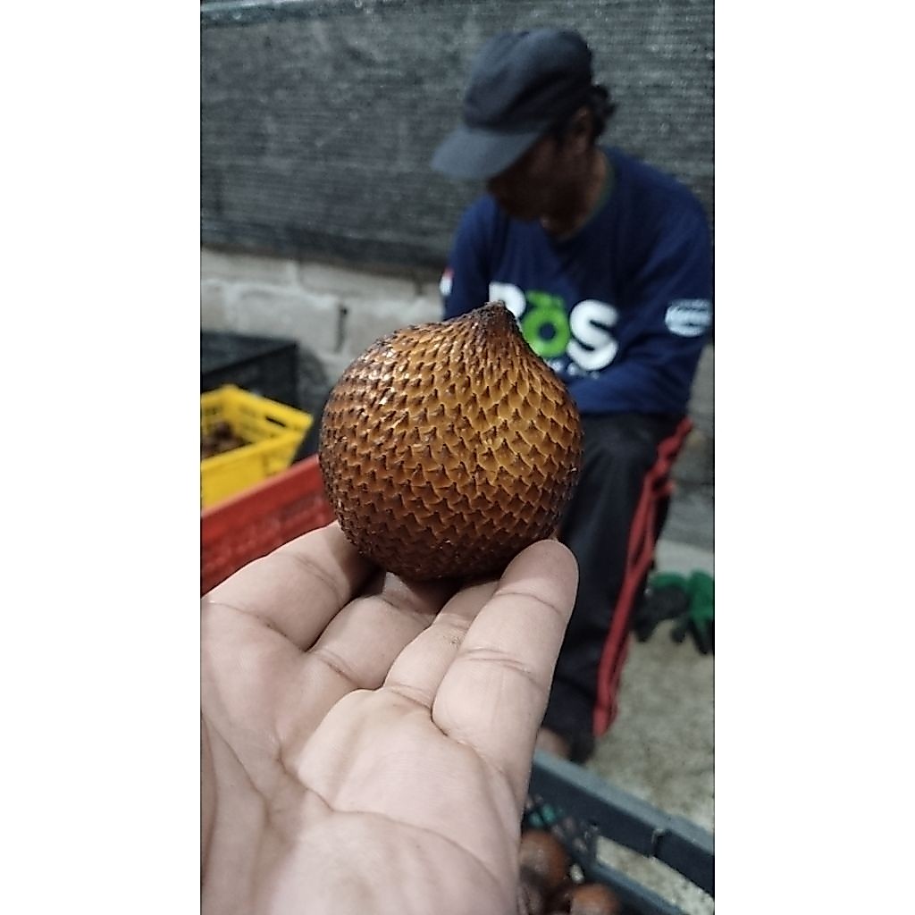 salak gula pasir bali
