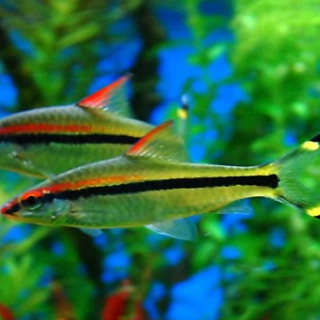 Puntius Denisoni / Red Line Torpedo Barb Berkualitas Aquascape