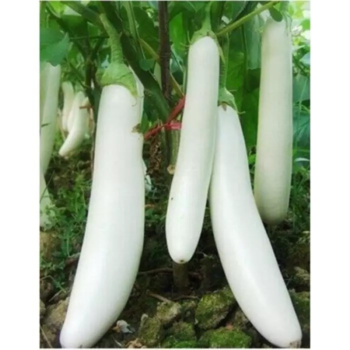 AGROMEDIA 100 BENIH TERONG ALBINO TERONG PUTIH // COD