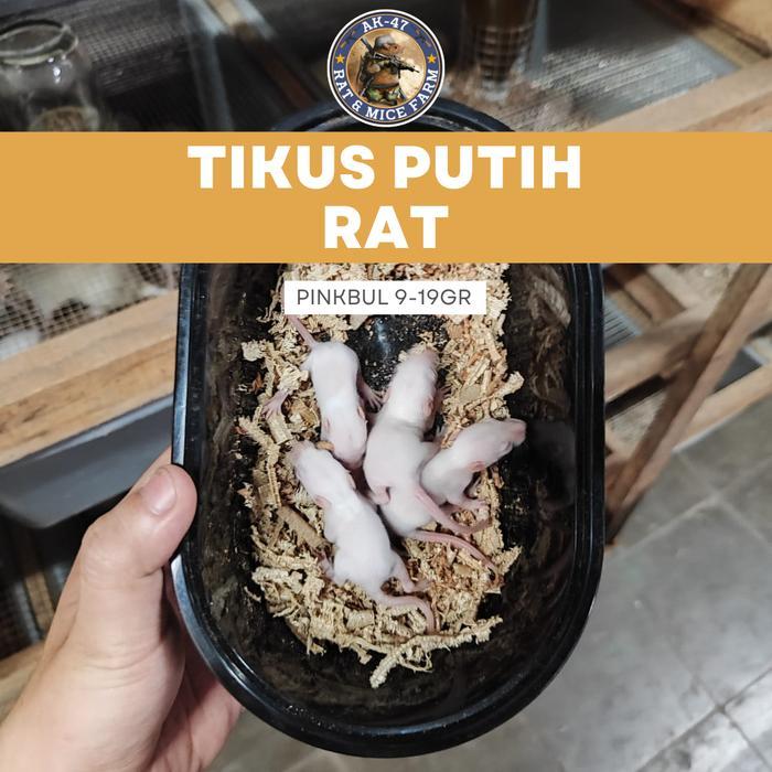 Ready Tikus Putih Penelitian RAT - Rattus Norvegicus - Pakan Hewan Reptil – Pinkies Bulu/Fuzzy – 9-1