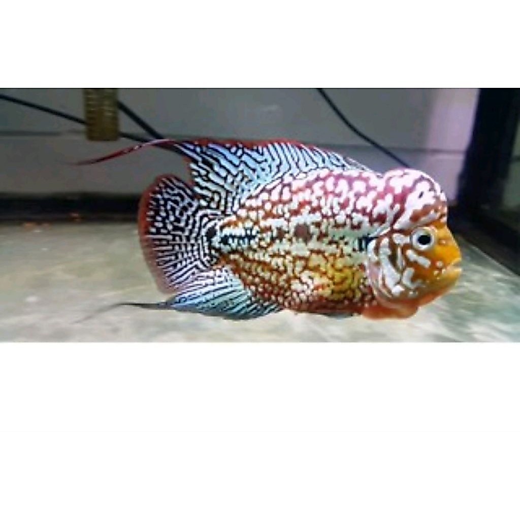 burayak lohan kamfa blue louhan 3-4 cm