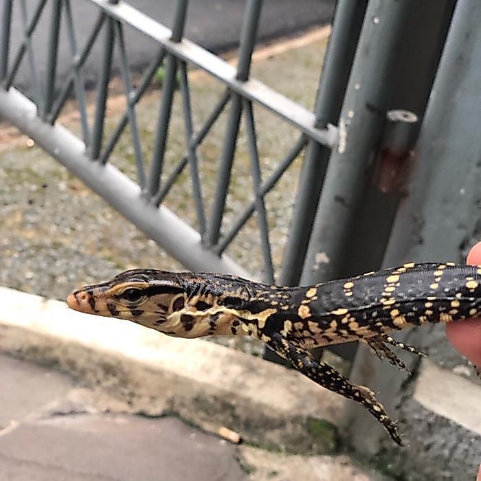 Varanus Salvator Jinak Mulus Makan Lancar
