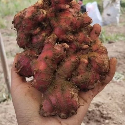 

jahe merah 5kg asli medan promo