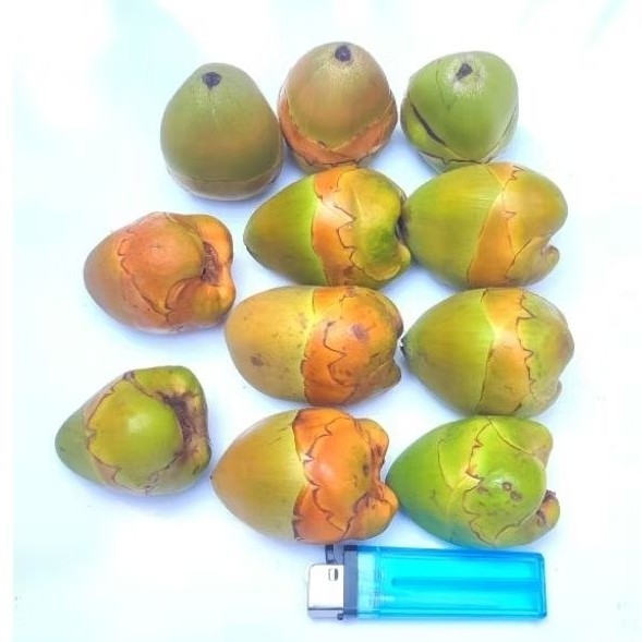 

Paket Superan Isi 10 Bonus 1 Bluluk Pentil Kelapa Muda Kecil Fresh Superan Bluruk Tembuluk Obat Herbal Jamu Diabetes Cengkir Beluluk Segar