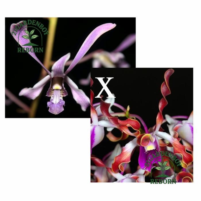 (BISA COD) Anggrek dendrobium lineale blue x lasianthera dewasa