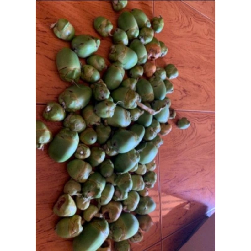 

beluluk buah kelapa kecil fresh herbal 5 biji