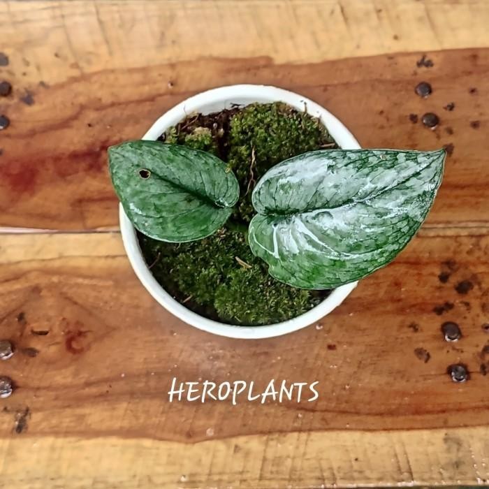 Scindapsus Pictus Silver Splash (Tanaman Hias)
