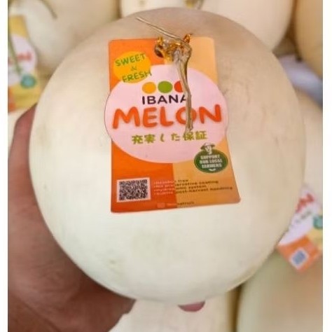 

melon honeydew super manis