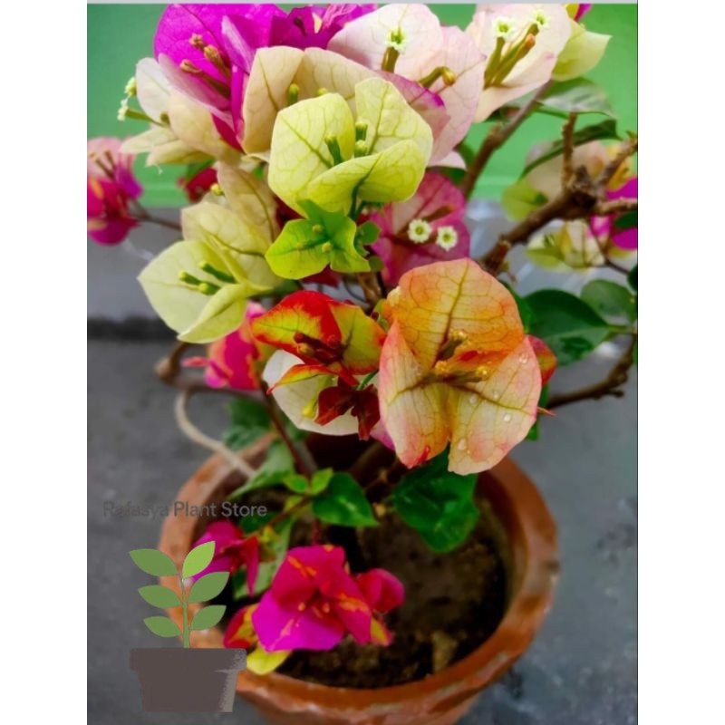 Bibit Bugenvil Citra india Gradasi Cantik